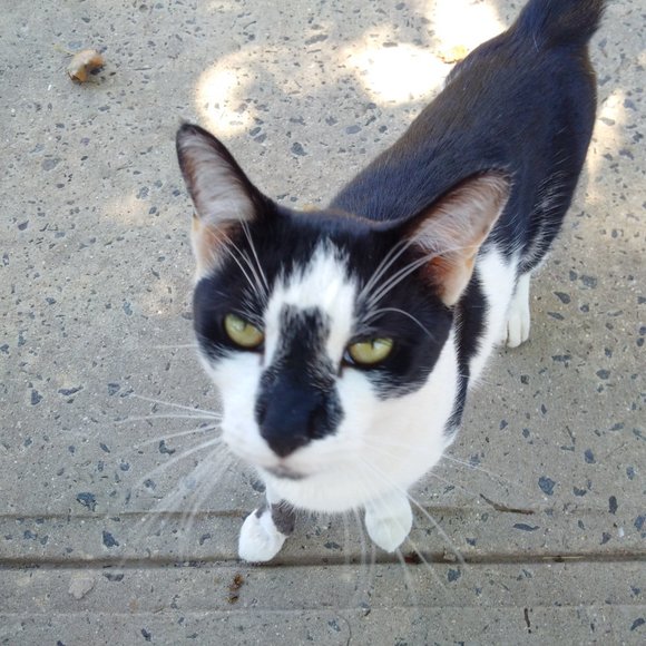 Meet your Posher, Kottsy - Picture 2 of 2